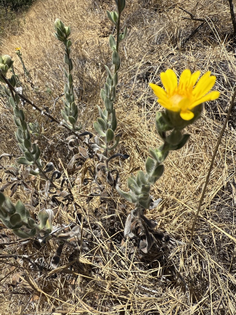 Heterotheca villosissima photo 6