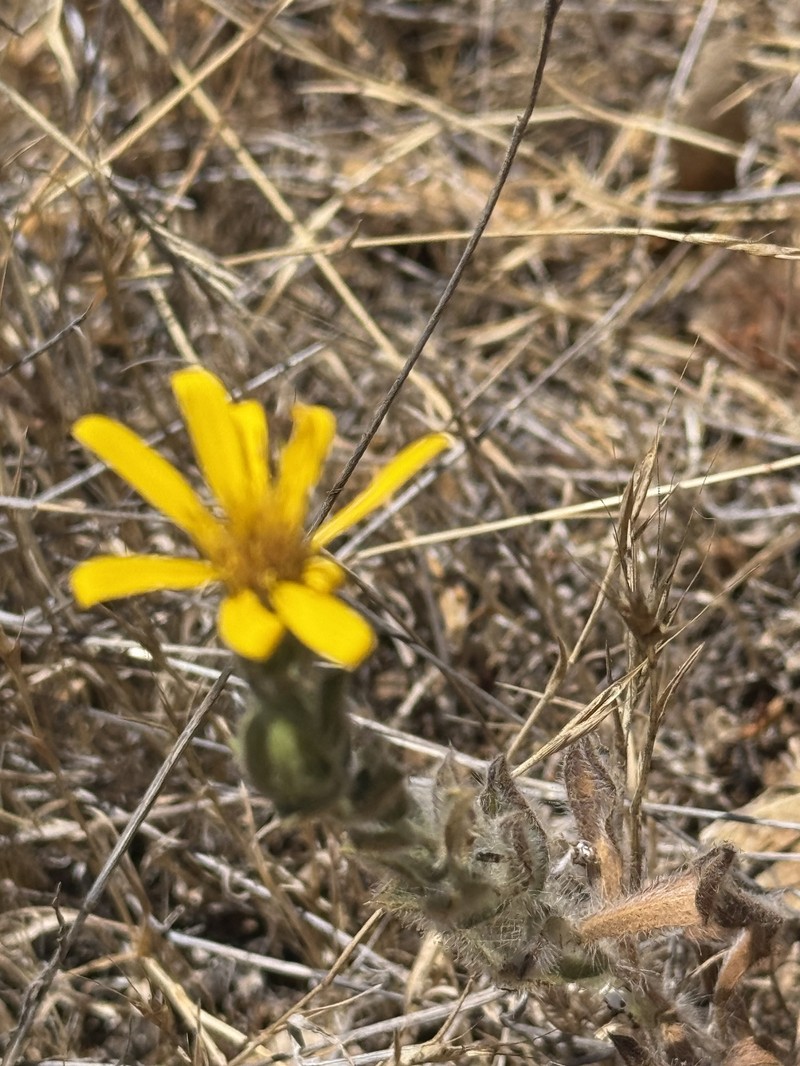 Heterotheca villosissima photo 7