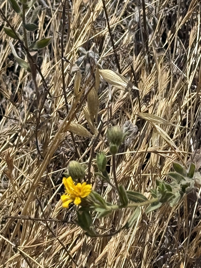 Heterotheca villosissima photo 8