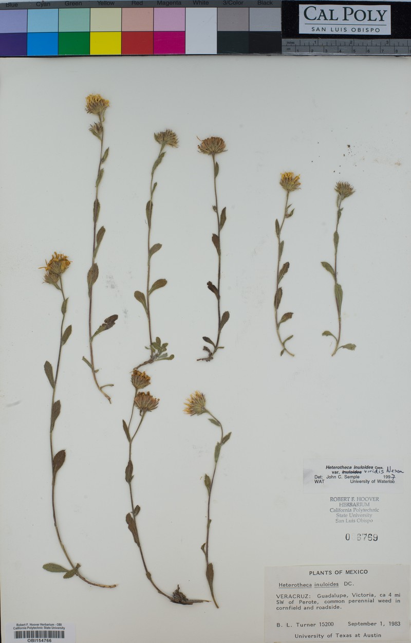 Heterotheca viridis