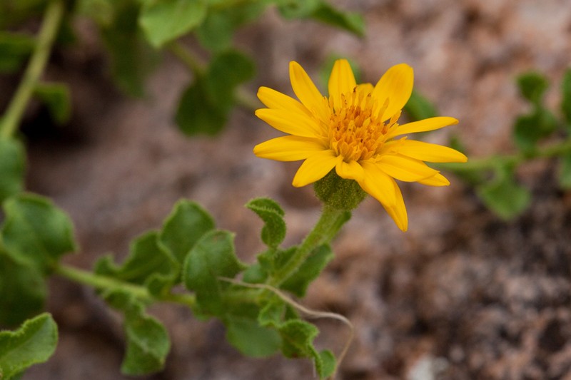 Cliff False Goldenaster