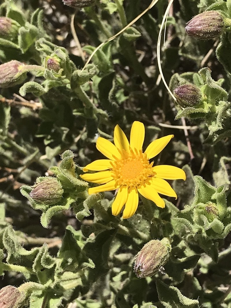 Cliff False Goldenaster
