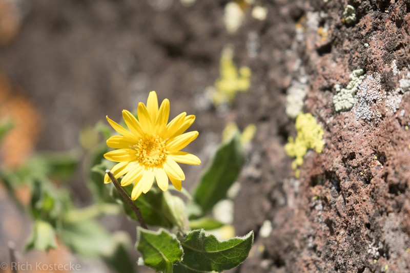 Cliff False Goldenaster photo 2
