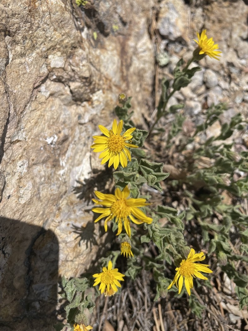 Cliff False Goldenaster photo 3