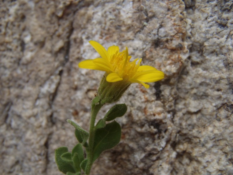 Cliff False Goldenaster photo 4