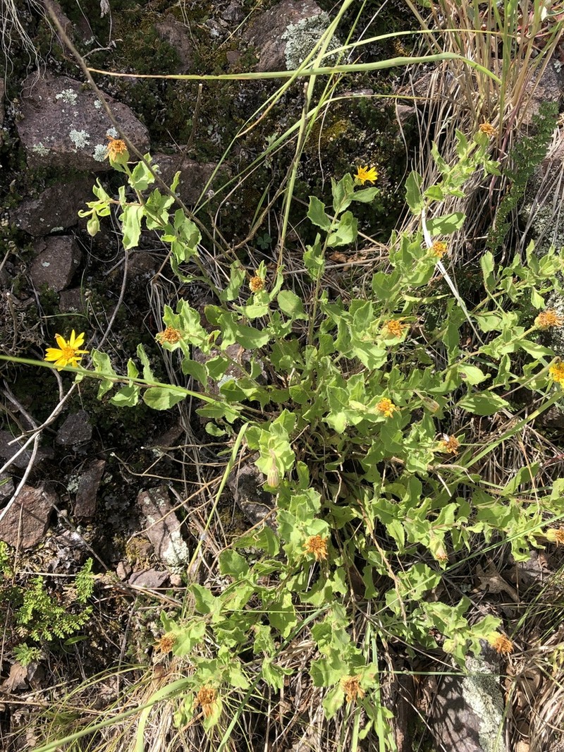 Cliff False Goldenaster photo 5