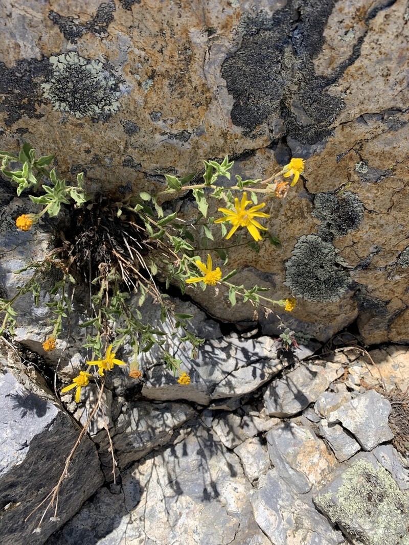 Cliff False Goldenaster photo 6