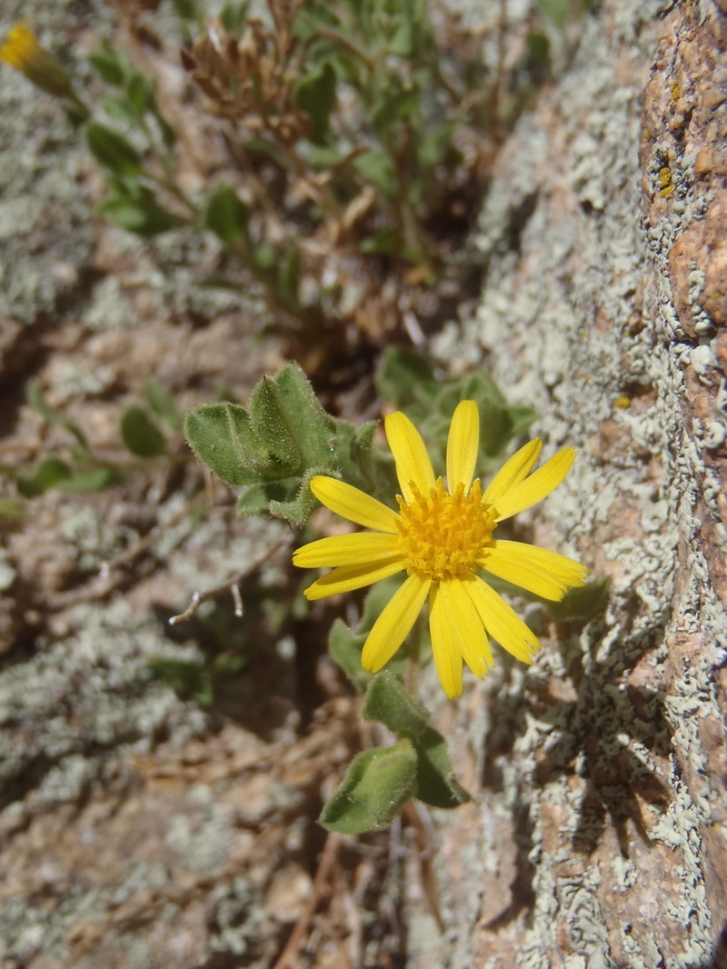 Cliff False Goldenaster photo 7
