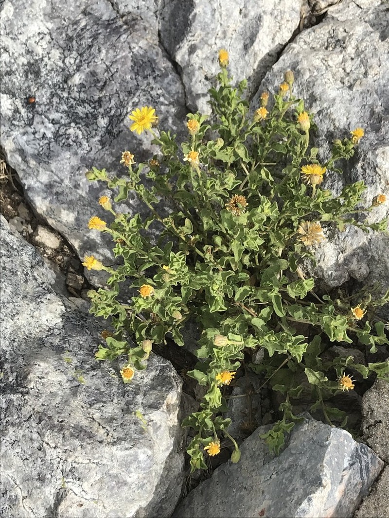 Cliff False Goldenaster photo 8