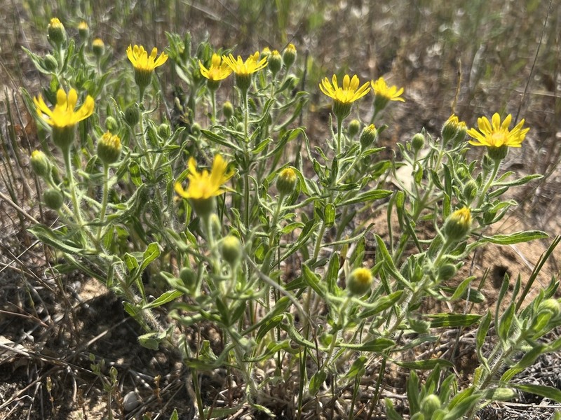Heterotheca wisconsinensis photo 2