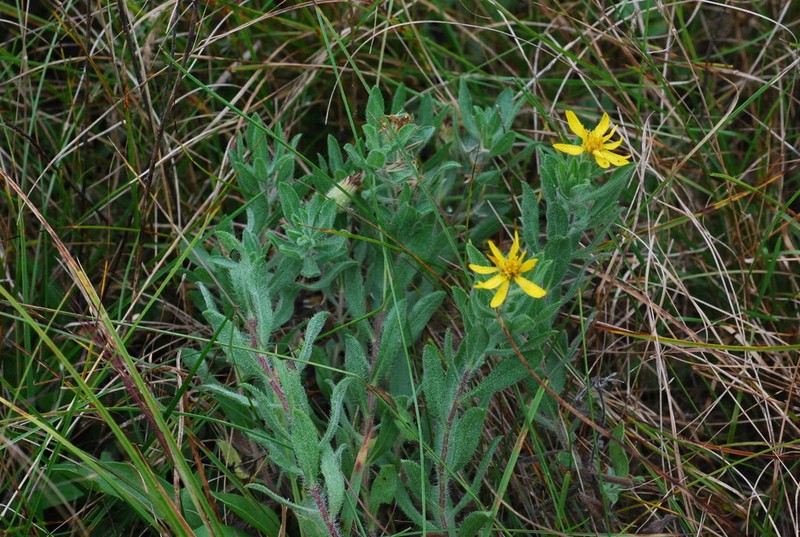 Heterotheca wisconsinensis photo 3