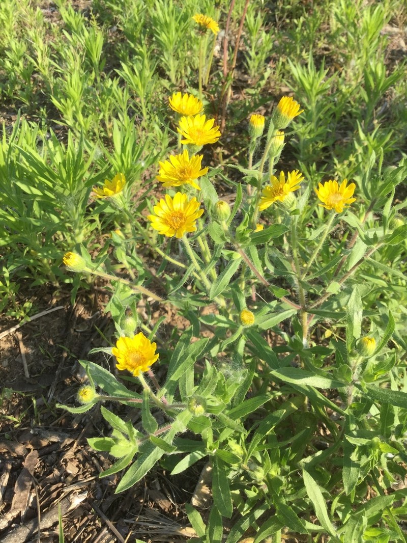 Heterotheca wisconsinensis photo 4