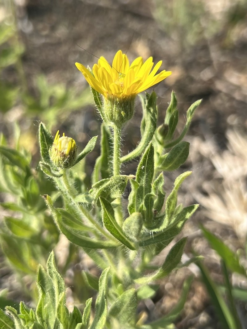 Heterotheca wisconsinensis photo 5