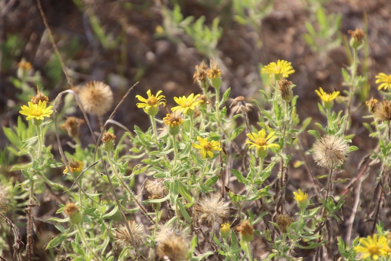 Heterotheca wisconsinensis photo 6