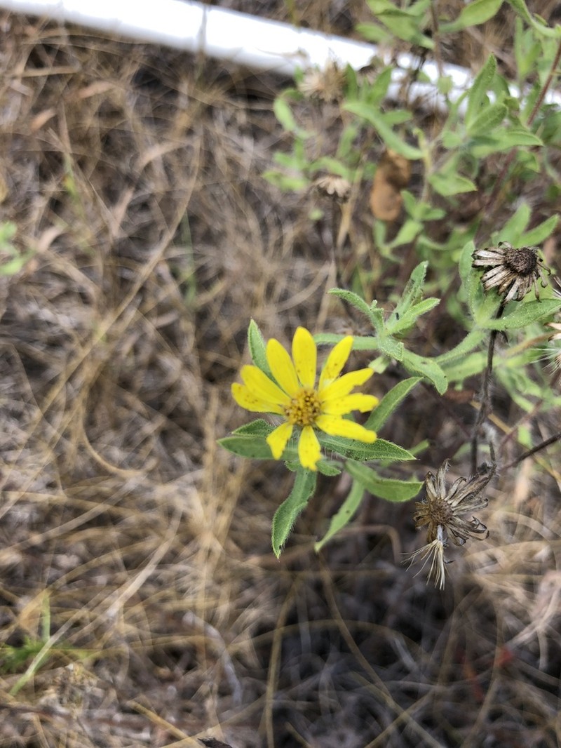 Heterotheca wisconsinensis photo 7