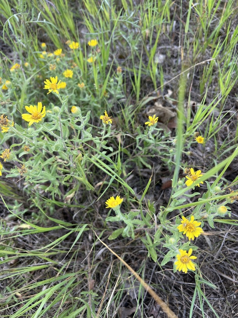 Heterotheca wisconsinensis photo 8