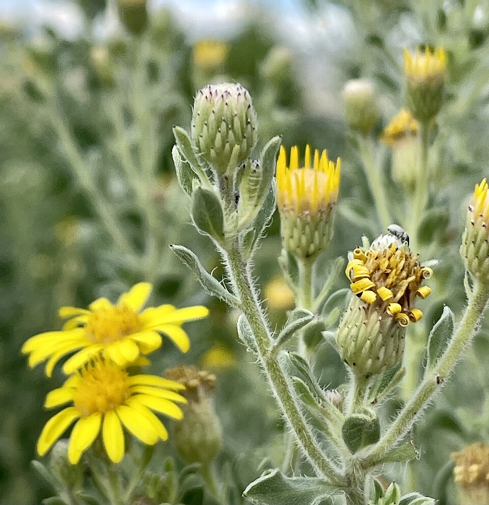 Zion False Goldenaster