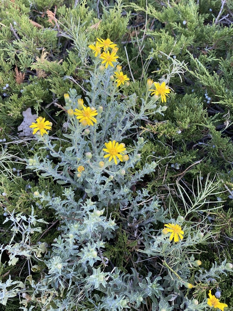 Zion False Goldenaster