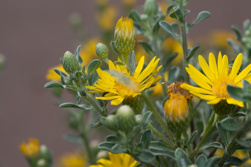Zion False Goldenaster photo 2