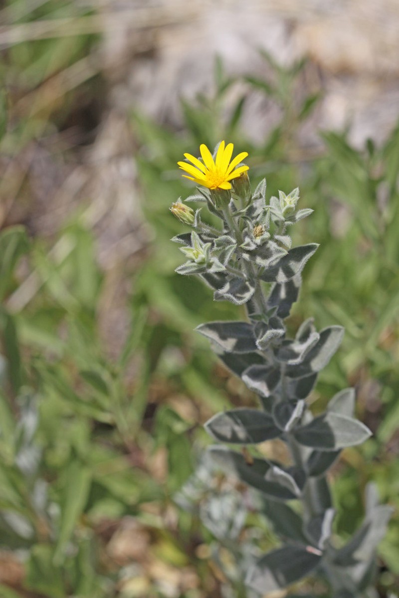 Zion False Goldenaster photo 3