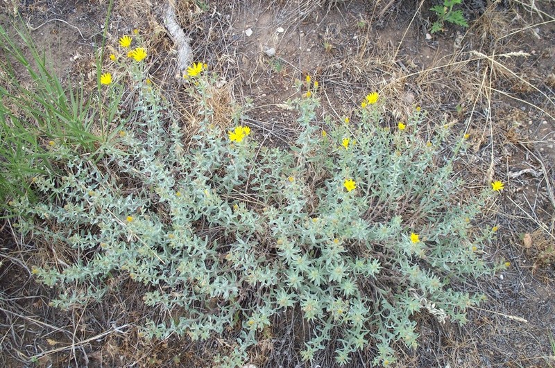Zion False Goldenaster photo 4