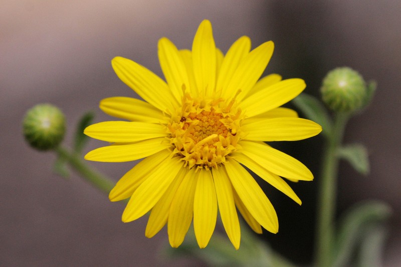 Zion False Goldenaster photo 5