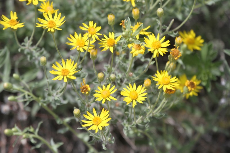 Zion False Goldenaster photo 6