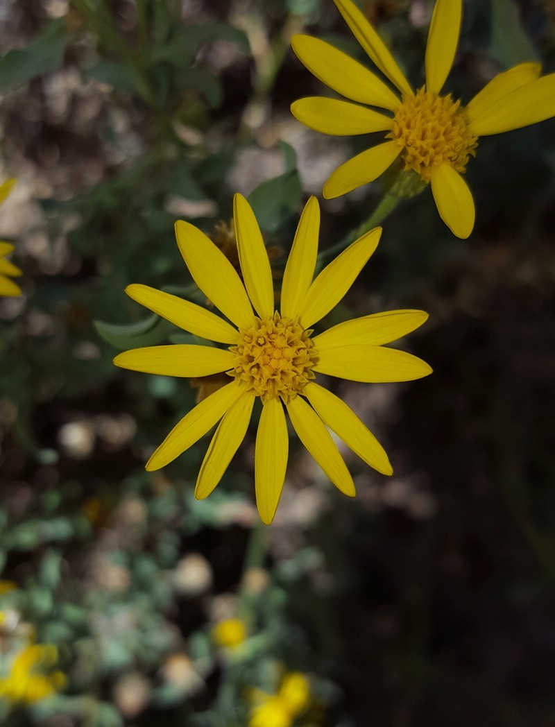 Zion False Goldenaster photo 7