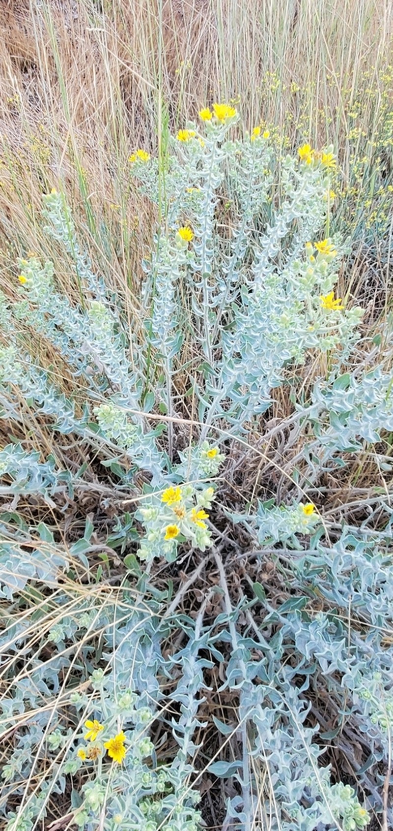 Zion False Goldenaster photo 8