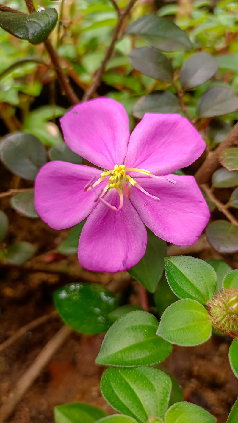 Pinklady photo 3