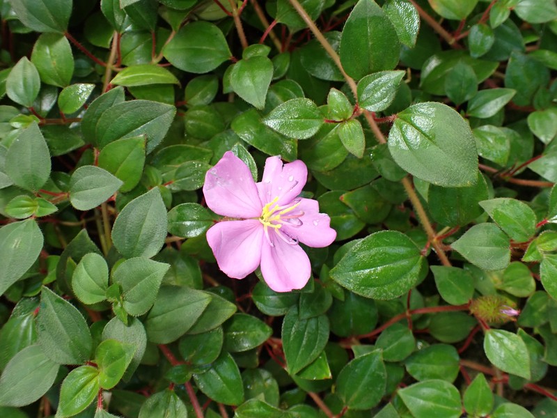 Pinklady photo 5