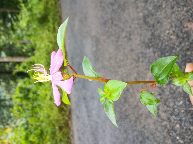 Pinklady photo 7