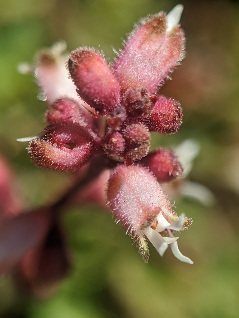 San Gabriel Alumroot