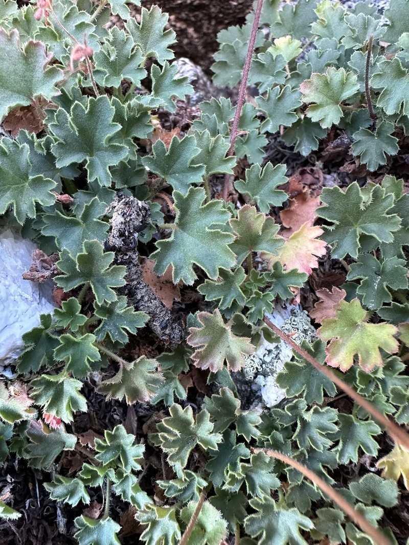 San Gabriel Alumroot photo 2