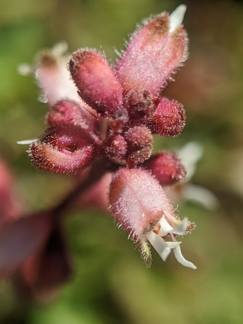San Gabriel Alumroot photo 4