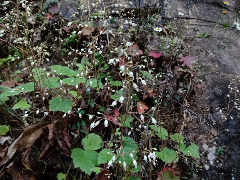 Heuchera acutifolia