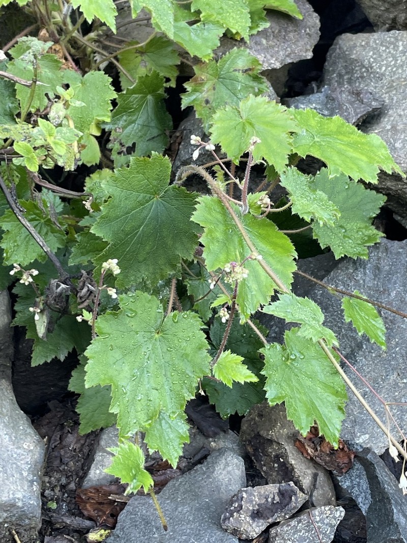 Heuchera acutifolia photo 2