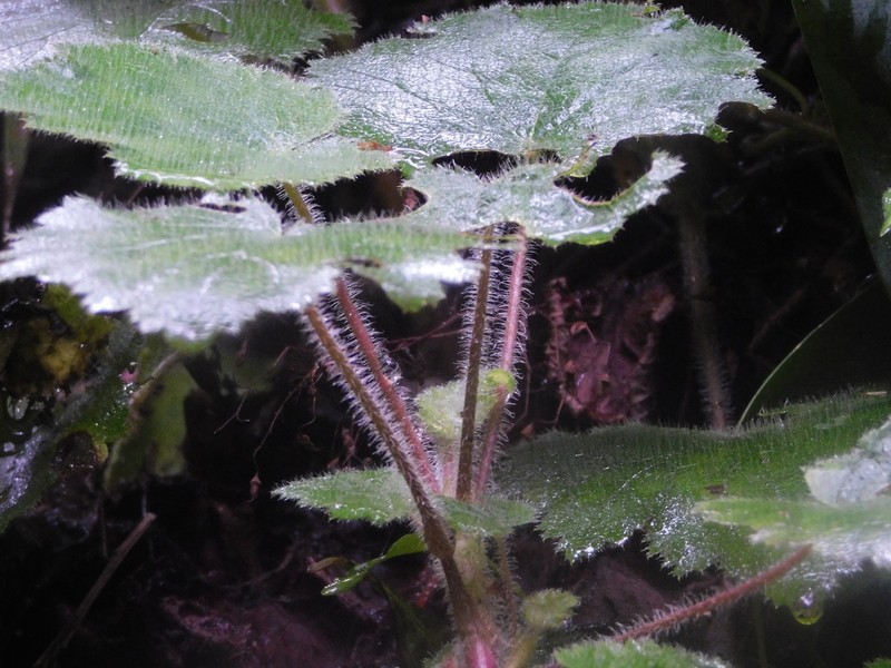Heuchera acutifolia photo 3
