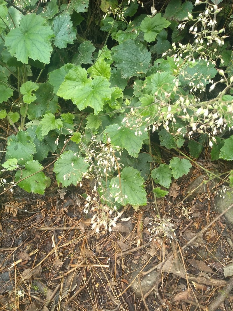 Heuchera acutifolia photo 4