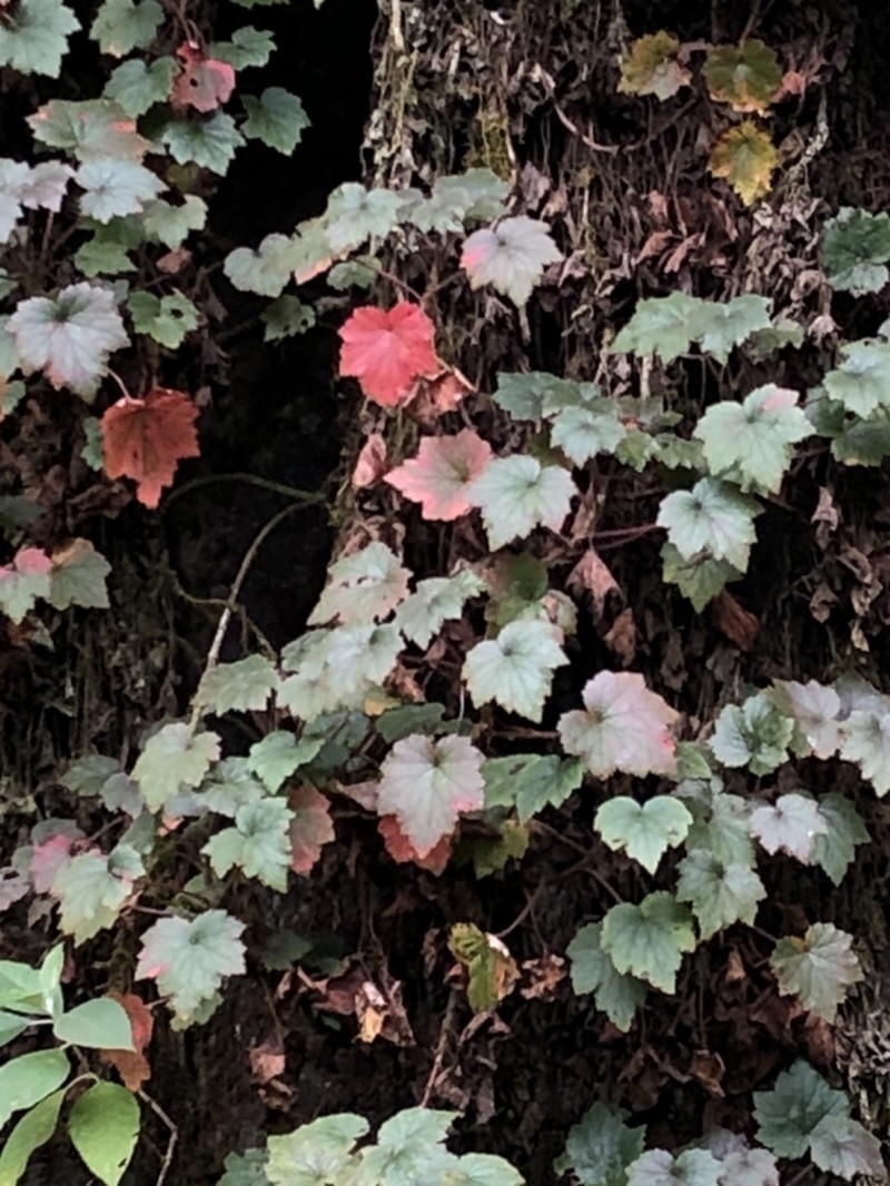 Heuchera acutifolia photo 5