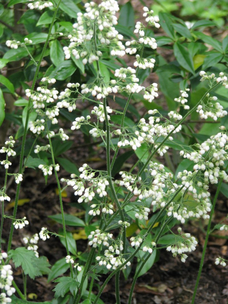 White Alumroot