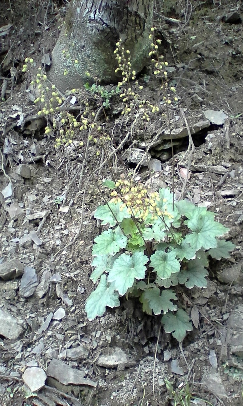 White Alumroot