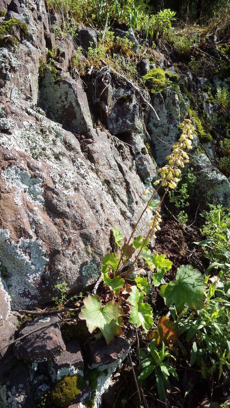 White Alumroot photo 2