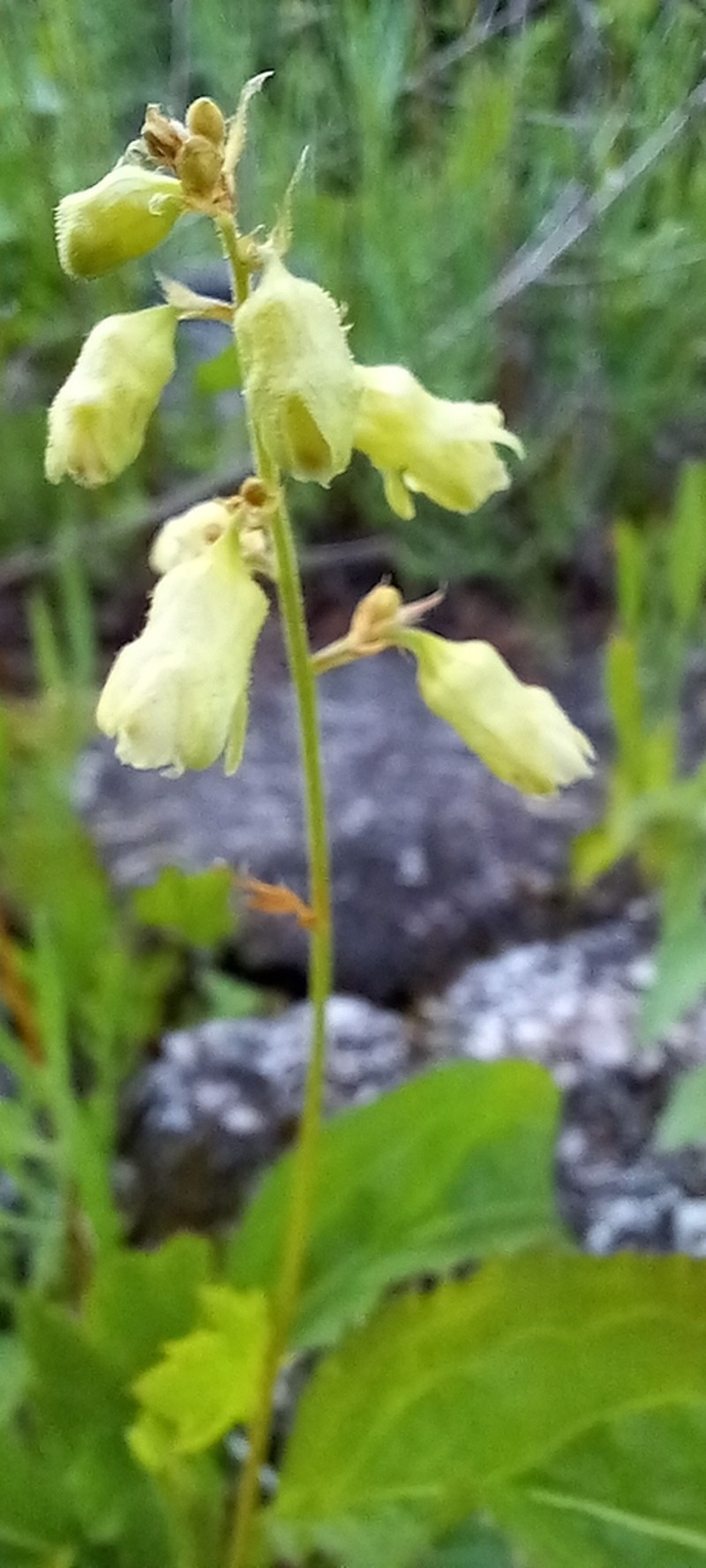White Alumroot photo 3