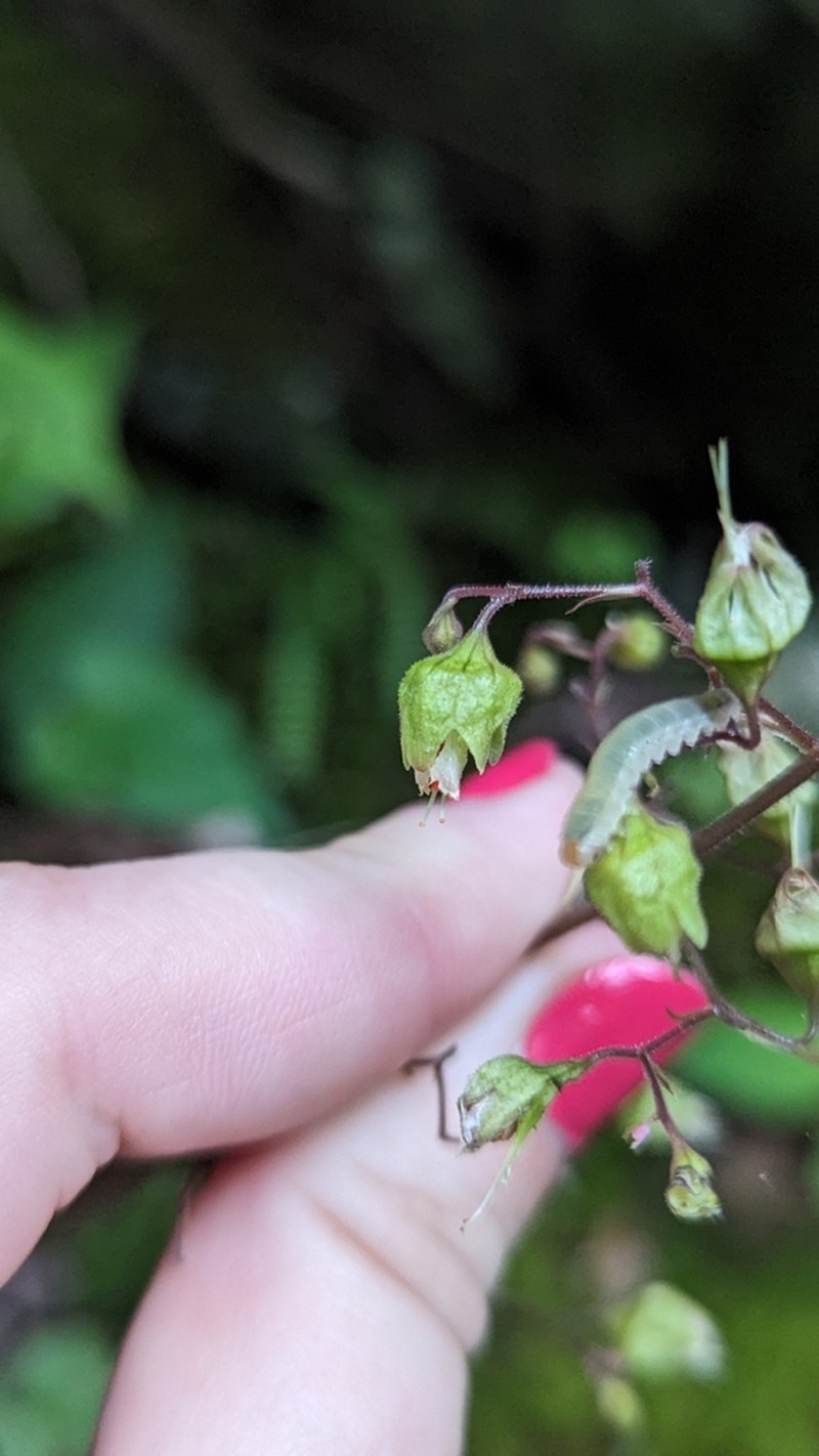 White Alumroot photo 4