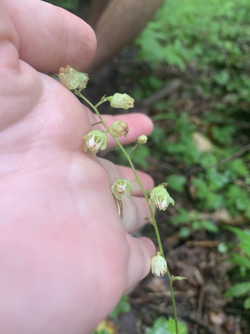 White Alumroot photo 5