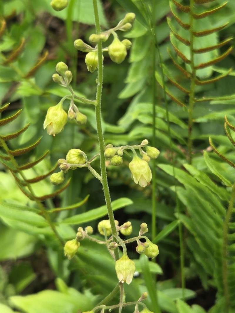 White Alumroot photo 6
