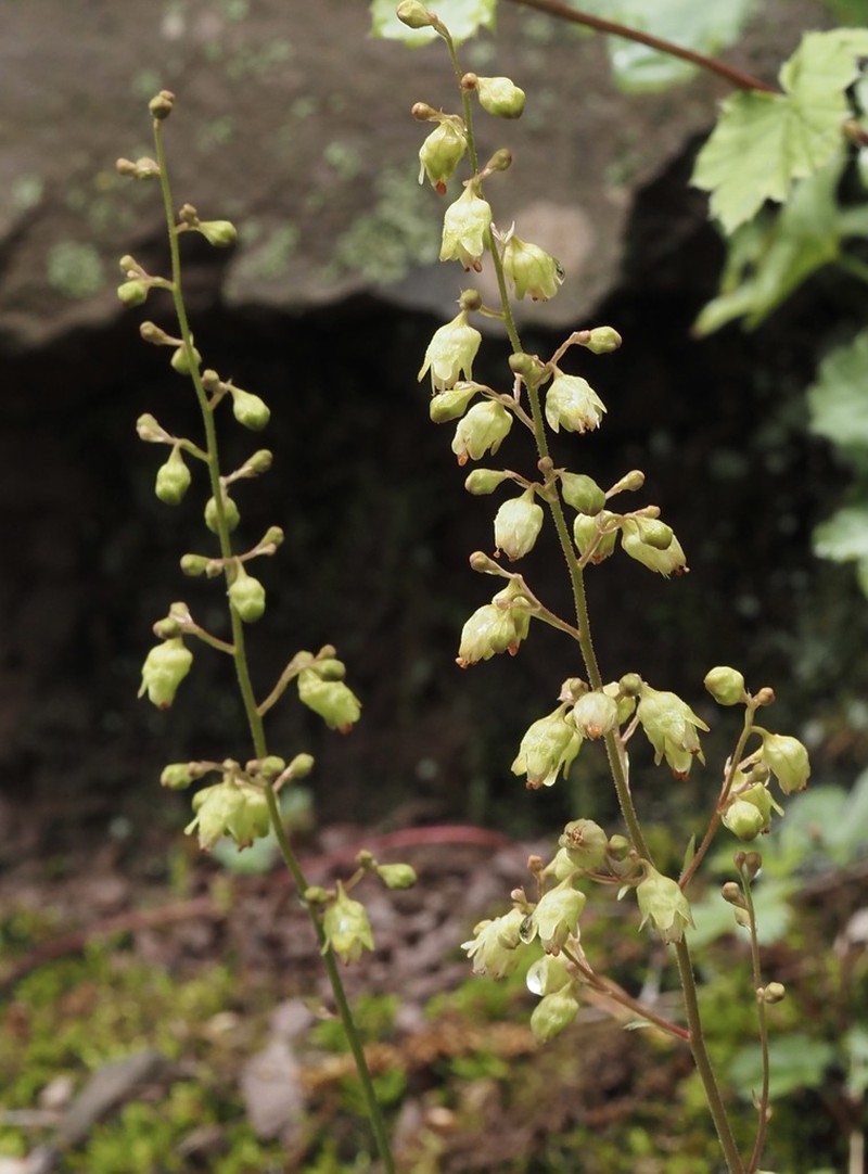 White Alumroot photo 7