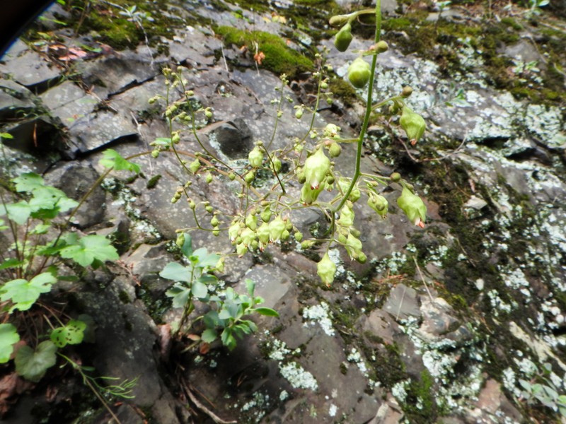 White Alumroot photo 8
