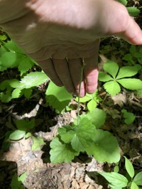 American Alumroot